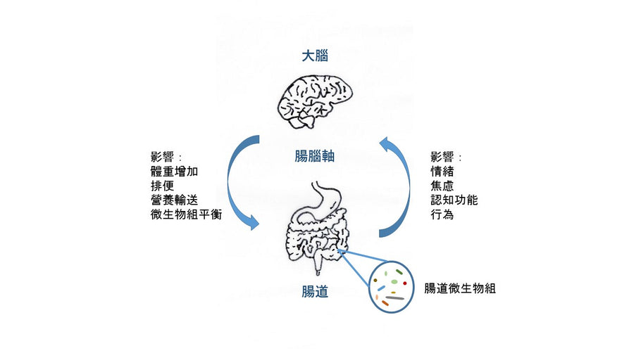 腸道細菌影響大腦功能。大腦與第二大腦對話