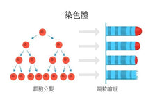 ProHealth LONGEVITY - 3瓶 NMN Pro 500 (NMN 15000) + 端粒長度分析 (醫藥級高純度)